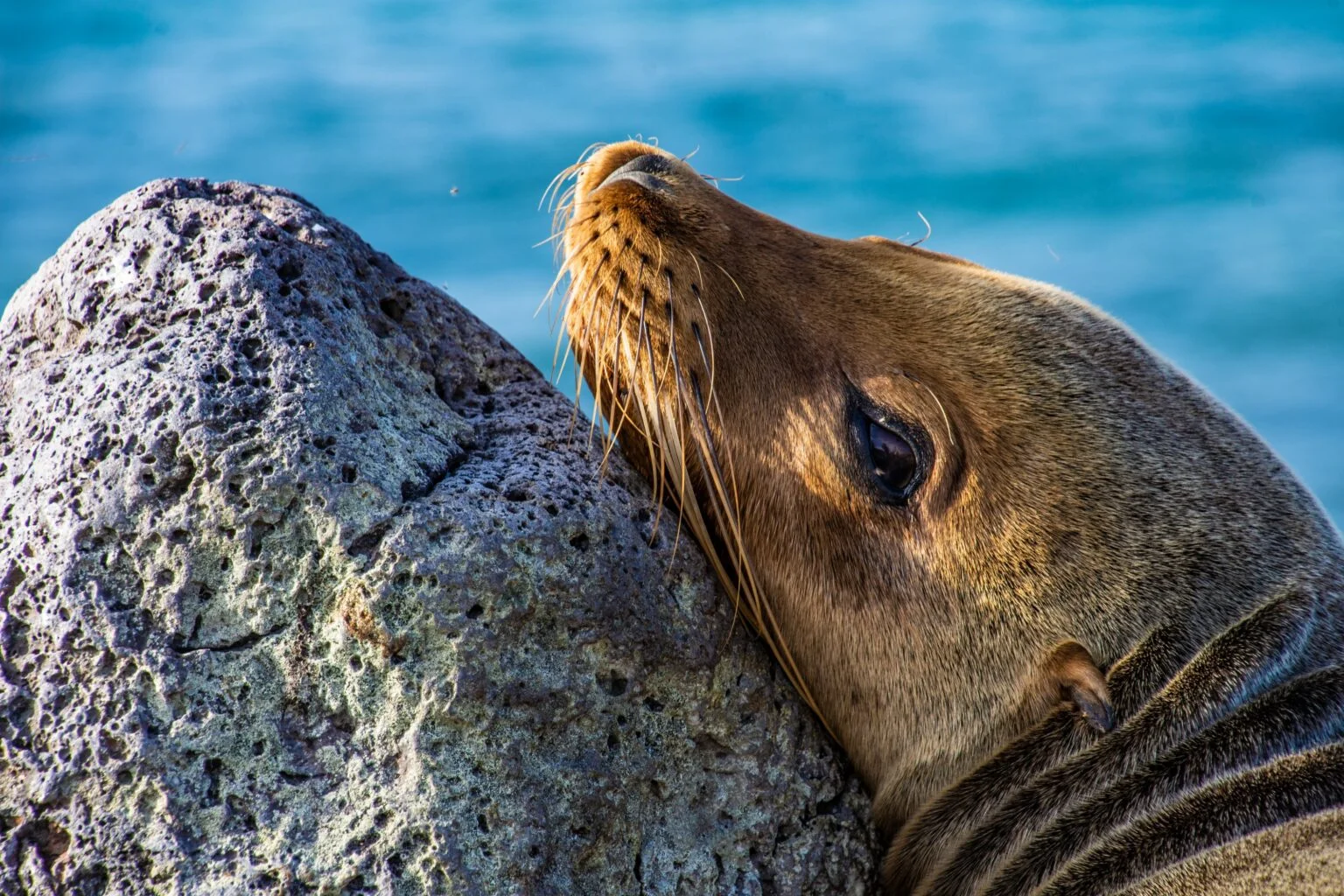 5 Day - "Galapagos Wisdom" Tour - ESSENTIAL