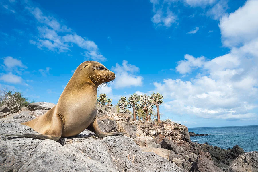 Sea Lions of Santa Fe