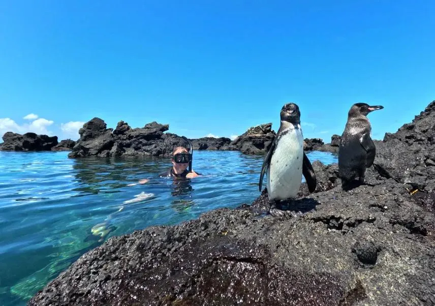 A Galápagos penguin can make an unexpected appearance while you're exploring the islands' remarkable underwater world