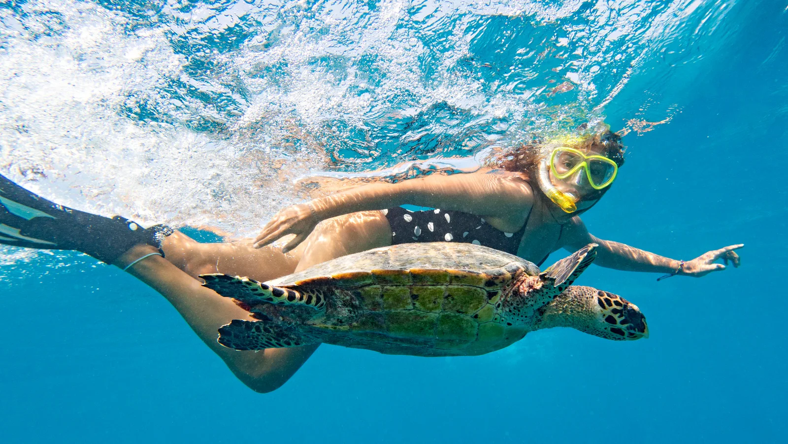 Snorkeling & Marine Life