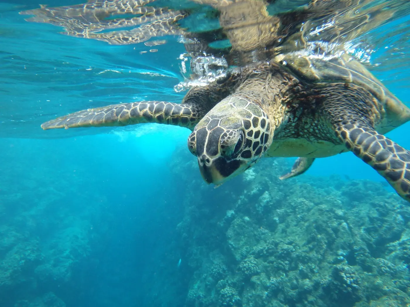 Snorkeling With Sea Turtles — the Instagram expectation