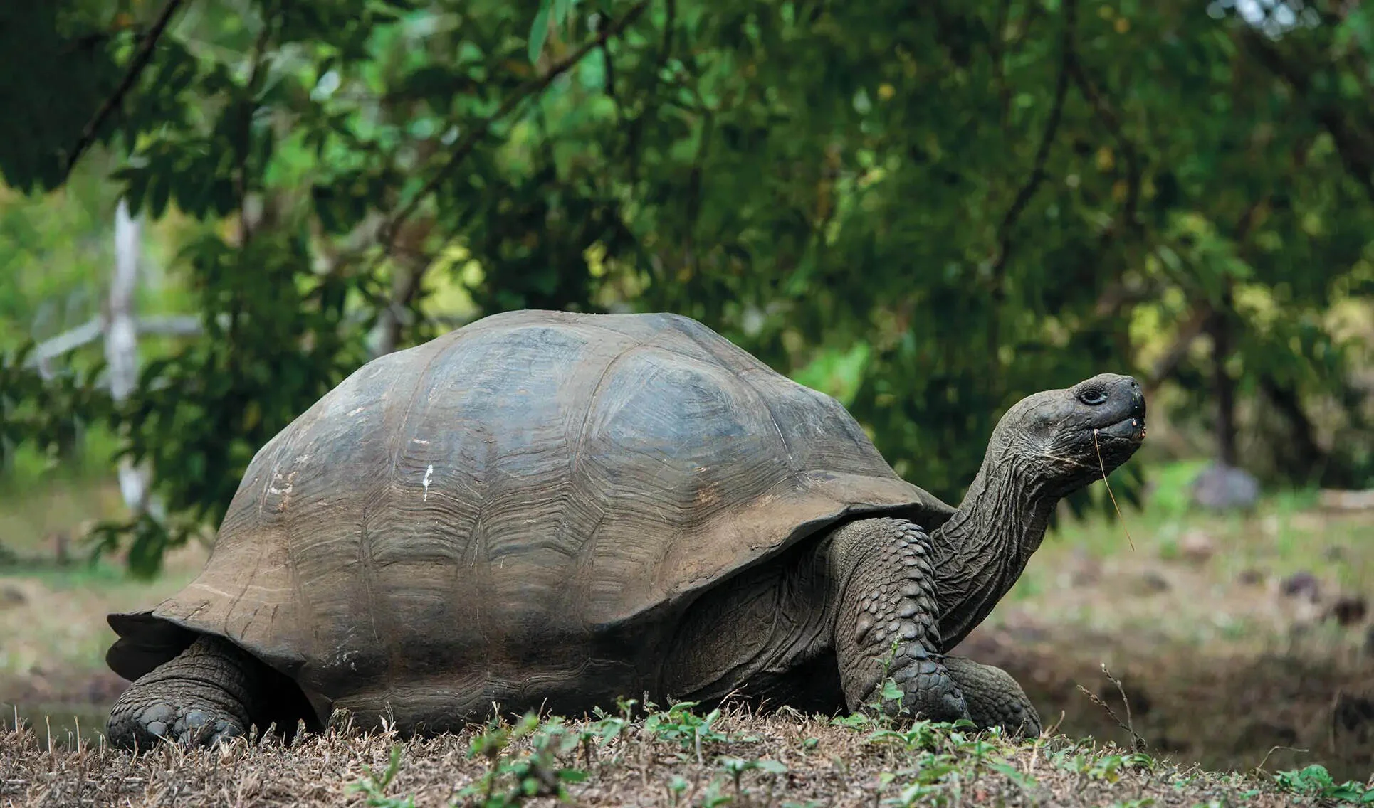 Giant Tortoises of Santa Cruz