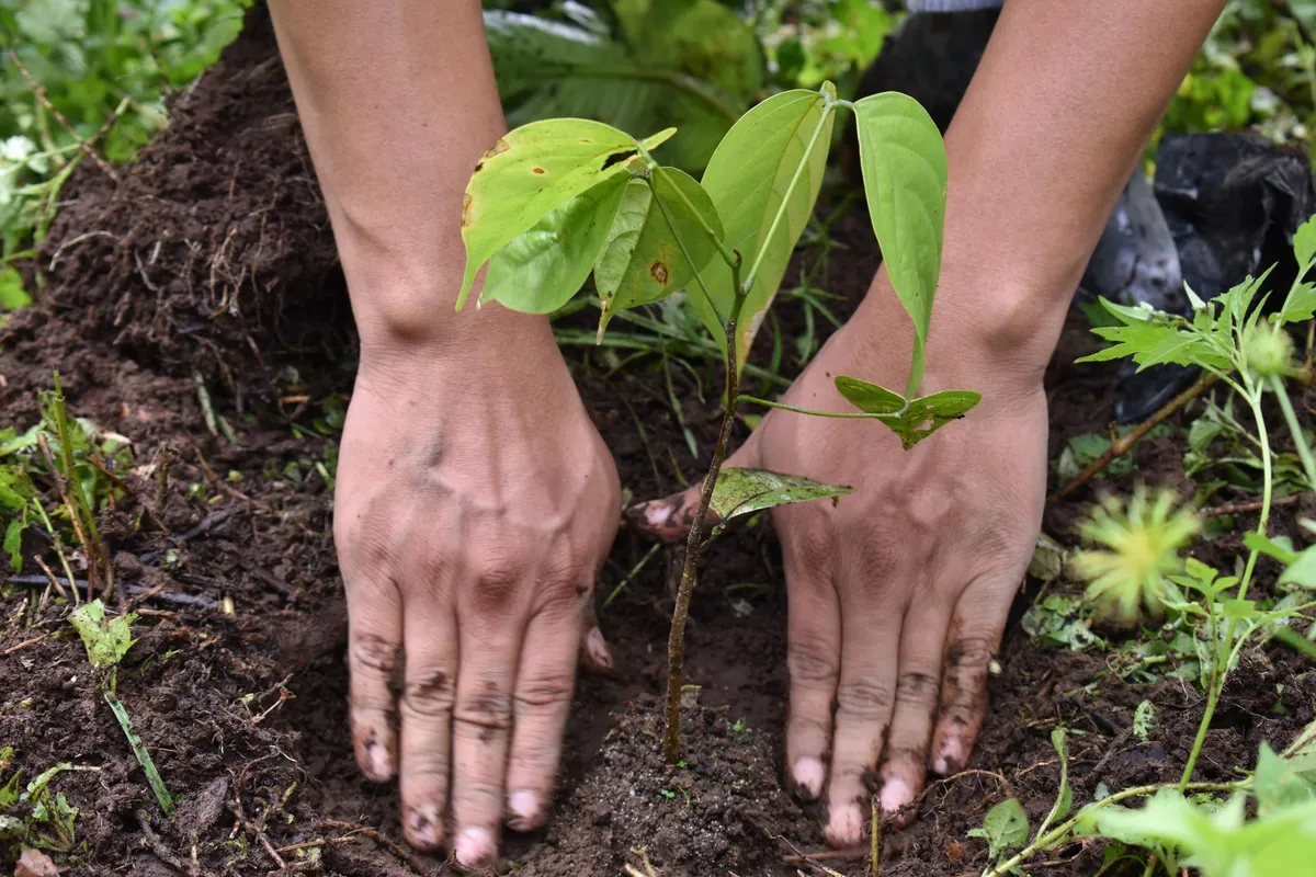 Hands planting a young tree in Ecuador