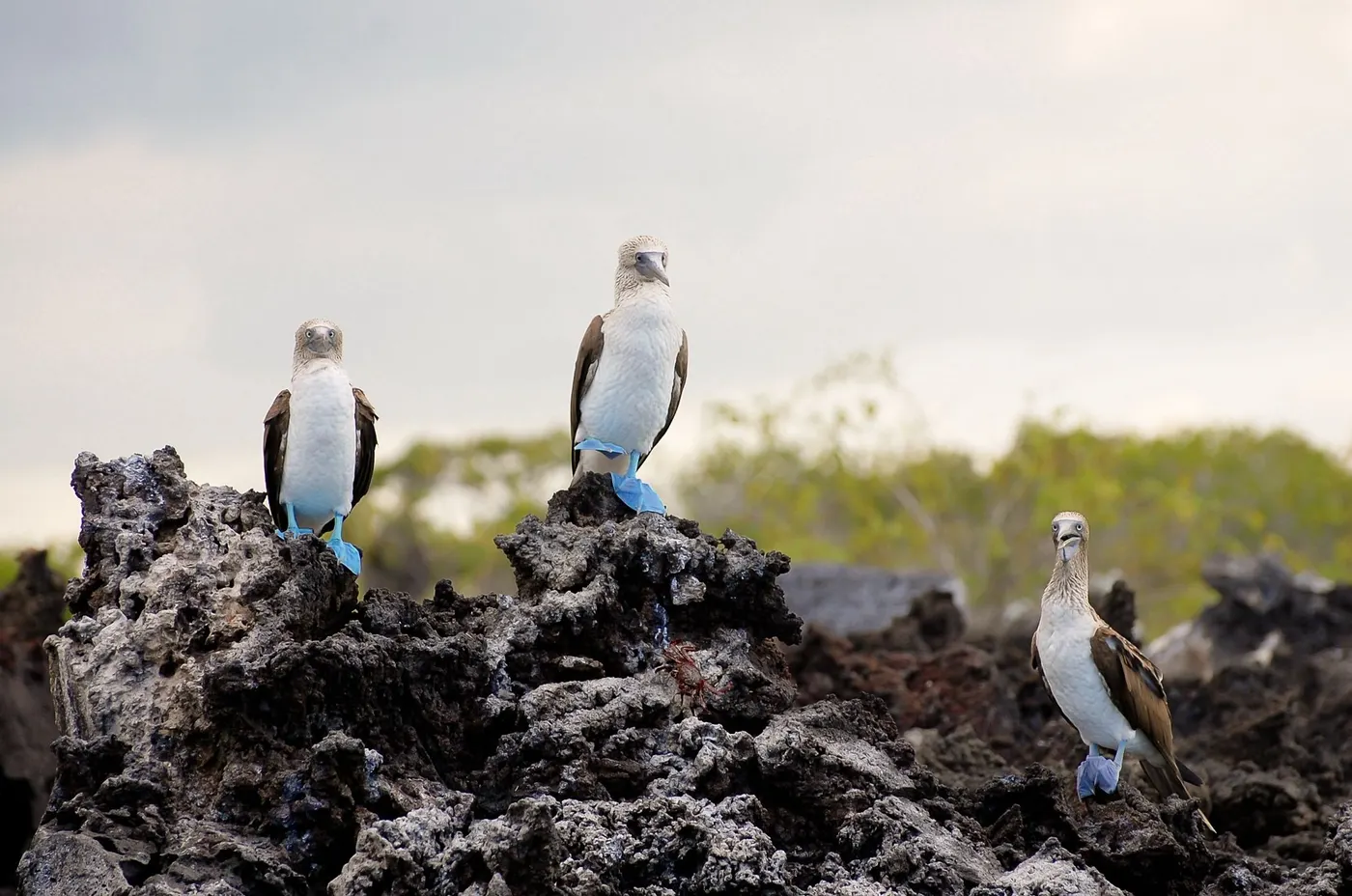 Wildlife Really Can Be That Close — the Instagram expectation
