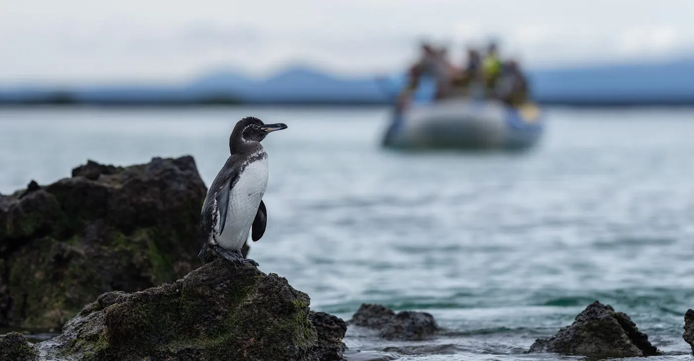 Expedition cruises reach remote parts of western Isabela and Fernandina, where much of the Galápagos penguin population lives